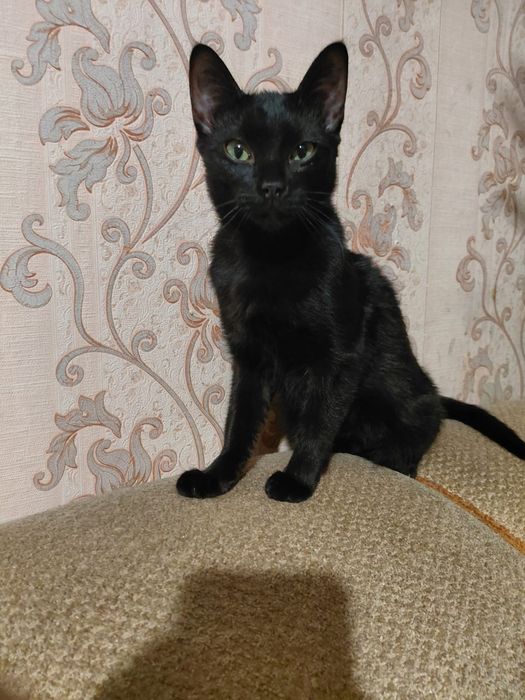 Отдам бесплатно в хорошие руки