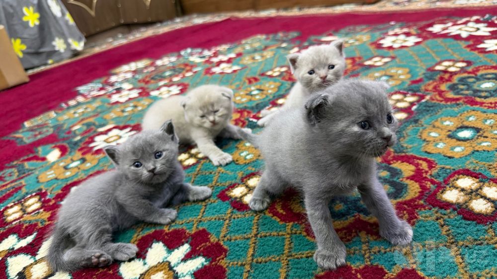 Scottish Fold 1 oylik