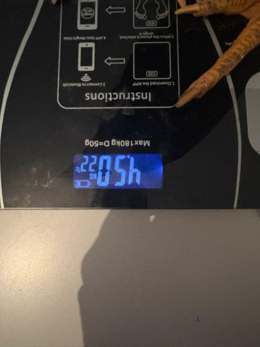 Продам петушка  срочно