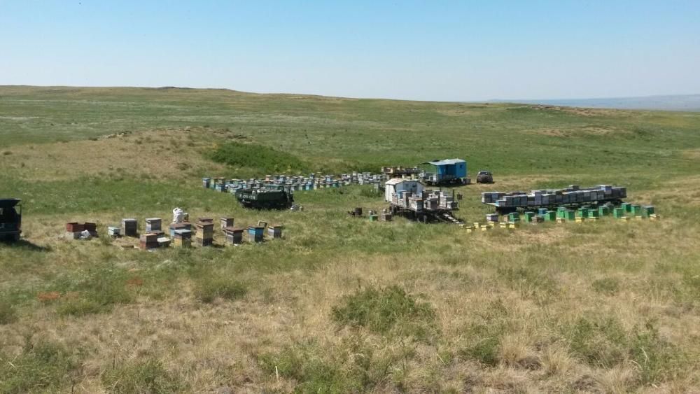 Продам мед, мёд.