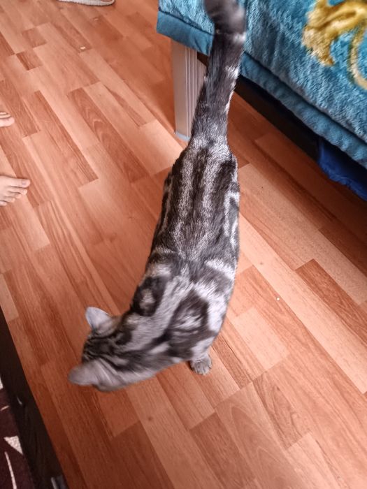 Мысық сатамын 250 000