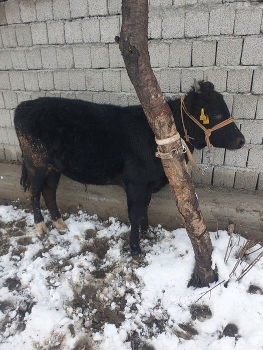 Букача сотилади срочна