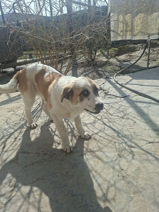 Alabay zotli it bolasi