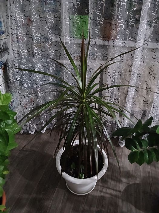 Продам комнатные растения