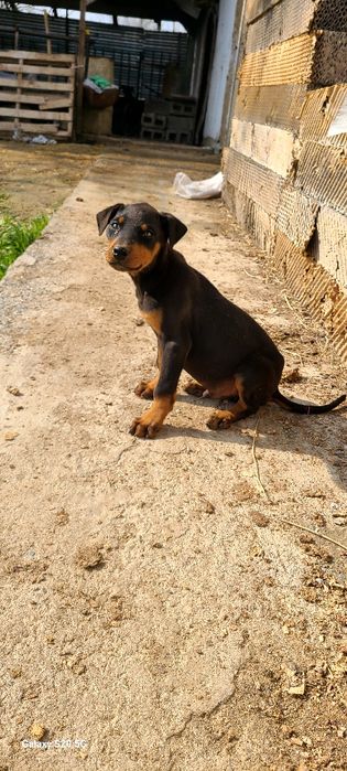 Доберман боласи сотилади тоза кон   40 кунлик булди