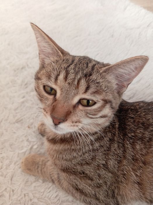 потерялось кошка