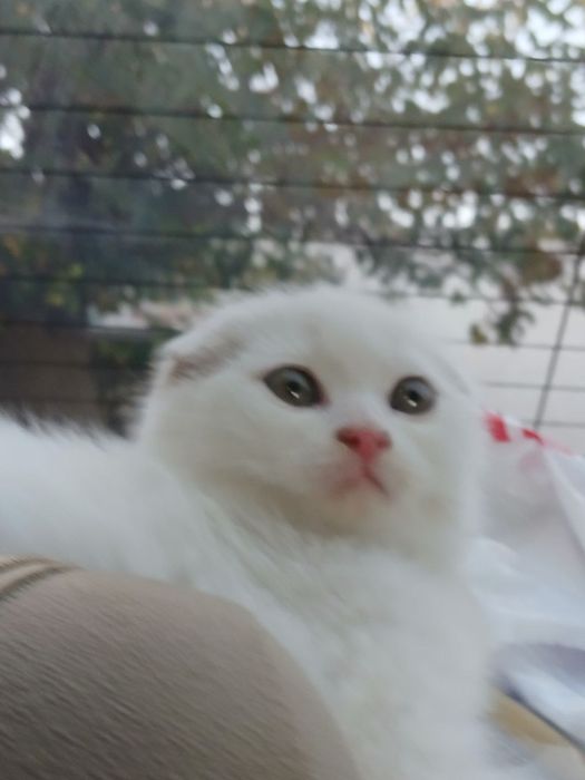 Продам белоснежных котят от правильной вязки