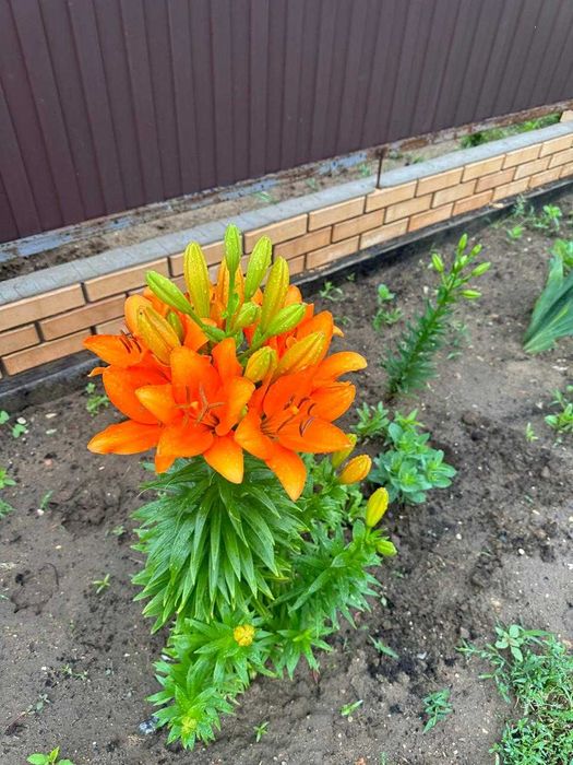 Продам сортовые лилии