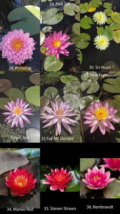 Продавам водни лилии, водни ириси и тор Osmocote за тях.