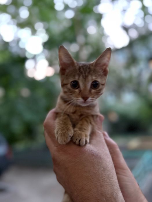 Котенок в добрые руки