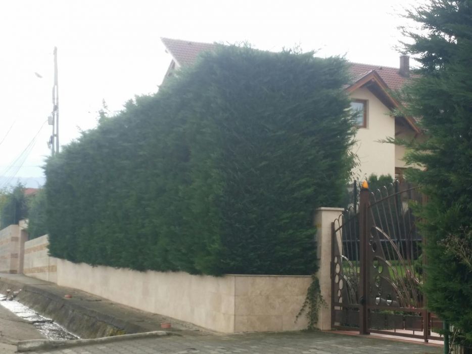 Tuia - Cel mai frumos gard viu Leylandii (leilandi) Chiparos