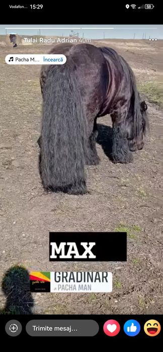 Manz  Ardenez de 11 luni