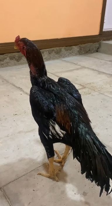 Tulak sotiladi 4,500kg