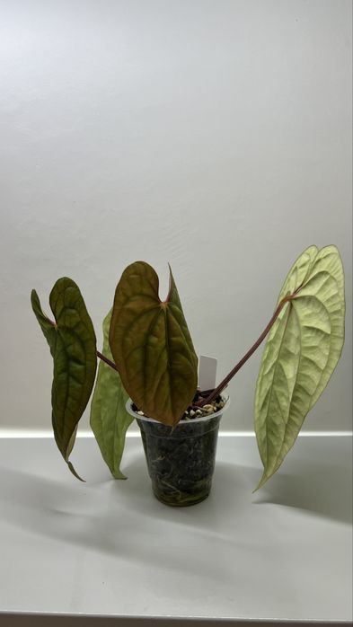 Anthurium Антуриум