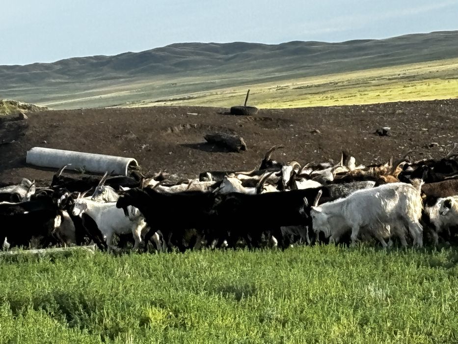 Продаю коз , Ешки сатам