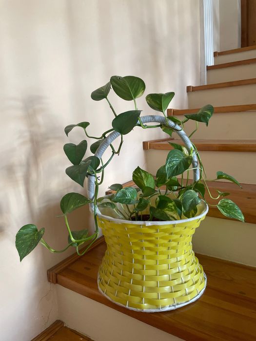 Шефлера, каланхоэ, фикусы, педилантус, сансевиерия, кактус, традисканц