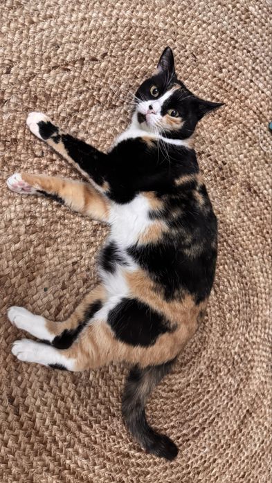 Кошку только в добрые руки