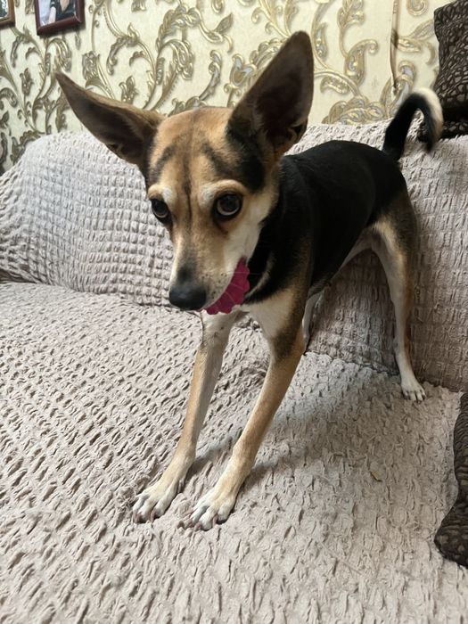 Отадим кошку остались без хозяйки