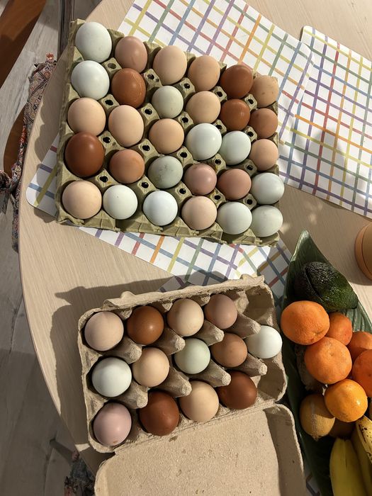 Ouă colorate pentru incubat – 4 lei/buc – doar Brașov