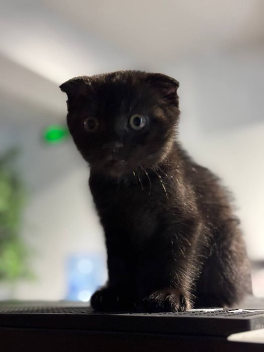 Сотилади!!! Продаются