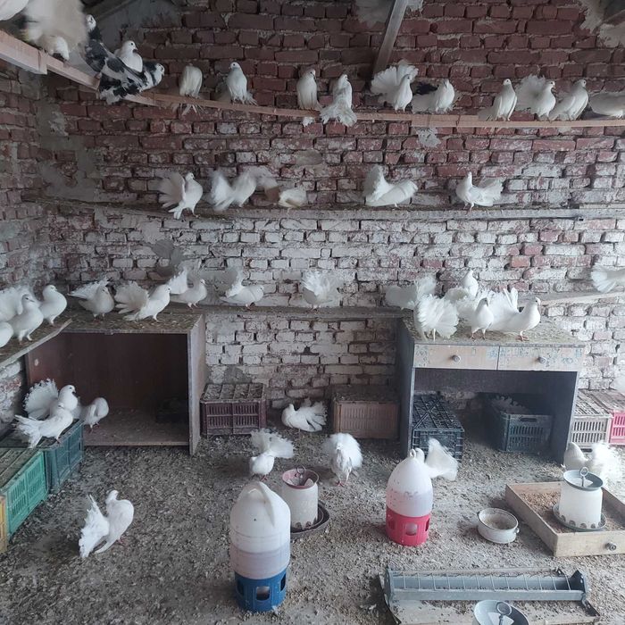 гълъби финерлии, бели и пъстри 5 евро броя