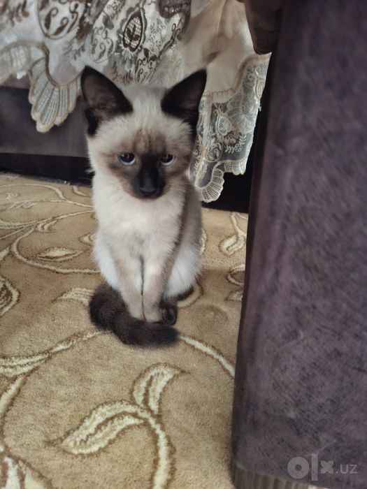 Продаётся трёхмесячная девочка сиамской породы.