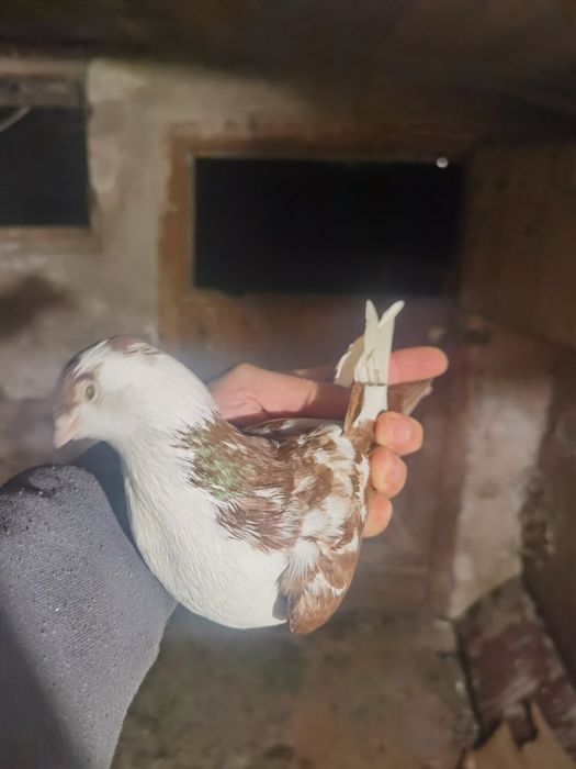 Vand sau schimb galateni