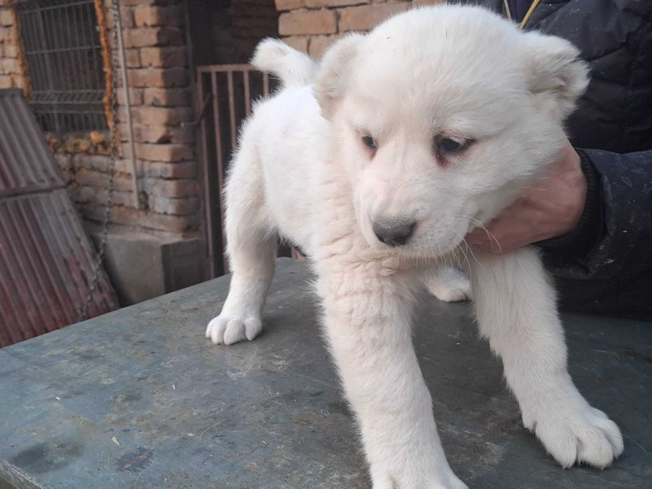 Алабайчета от елитни родители