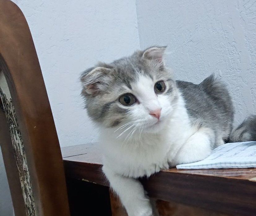 шотландская вислоухая кошка