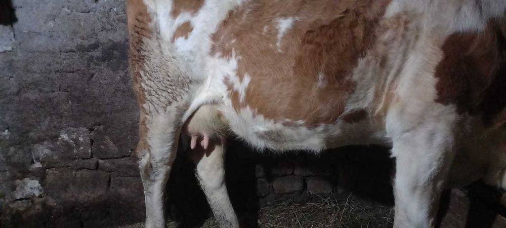 De vânzare vaca tânără și cuminte