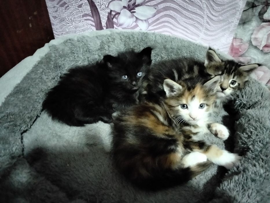 Котята Мейн-куна