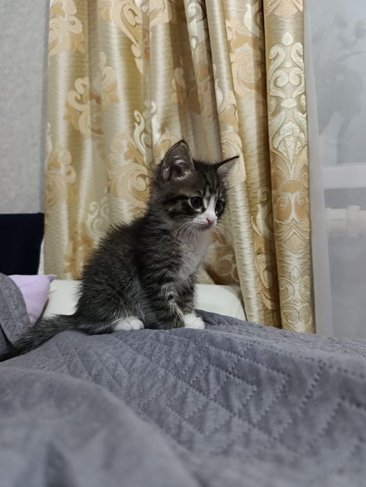 Продам красивого ласкового игривого котёнка строго в добрые руки.