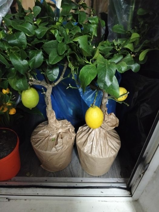 Продам  цитрус лимон