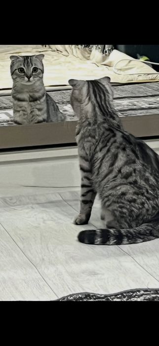 Котята Актобе скоттиш фолд