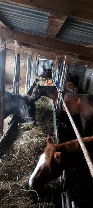 Астана қаласы илинка жылқылар сатылады