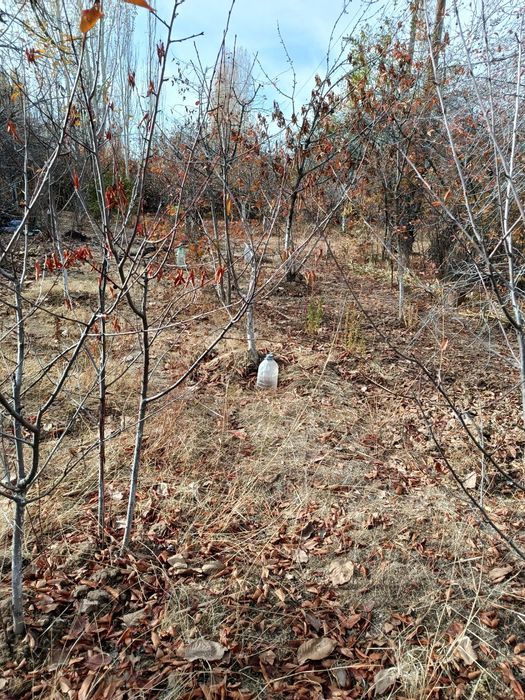 Земельный участок, 6 соток