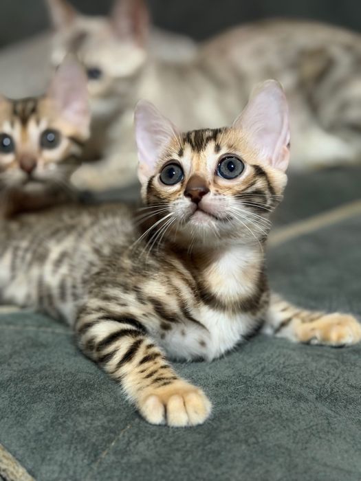 Продам бенгальских котят