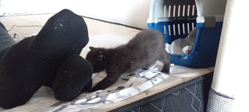 Месячный мини котенок мальчик