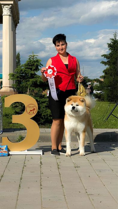 Щенки Акита Ину (хатико)