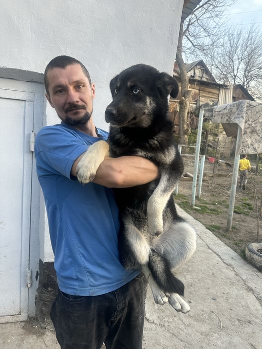 Щенок в ответственные руки.