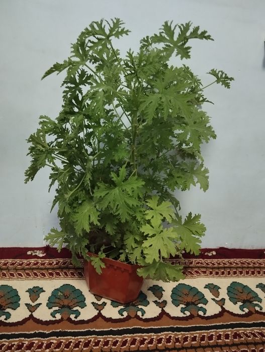 Pelargoniya xonaki gullar sotiladi