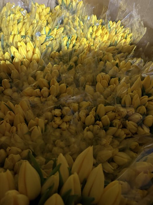 Крупный тюльпан Астана