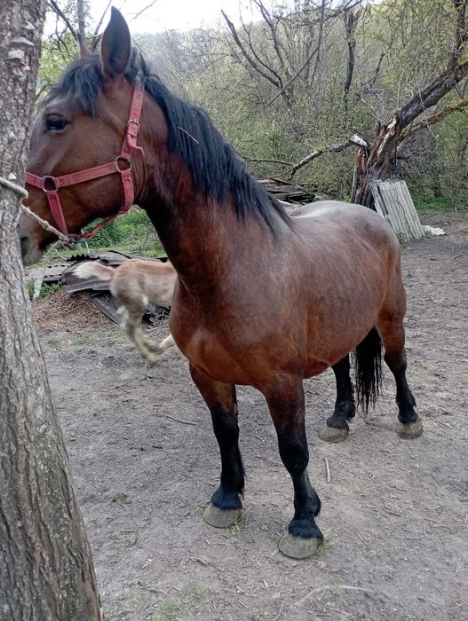 Vând o iapă cu mânză și un mânz