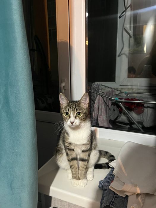 отдам кошку в добрые руки