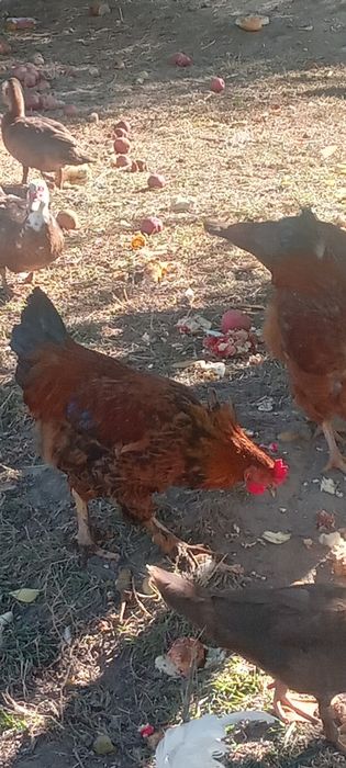 Продам петухов,3500