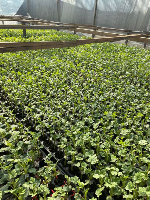 Pepene verde,Pata neagra