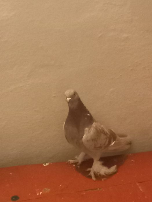 Продаются голуби таклы