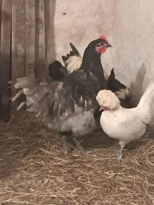 Australorp cocoșel