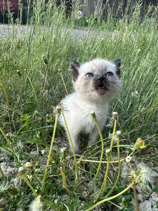 Котят Отдам в хорошие руки