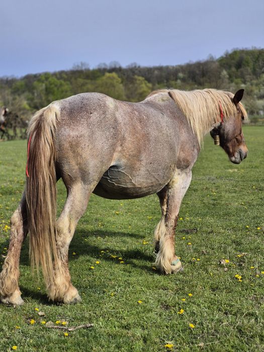 Vând iapă semi-grea